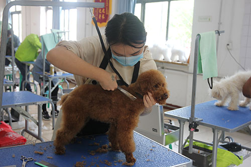 去北京学习宠物美容师的学费贵吗