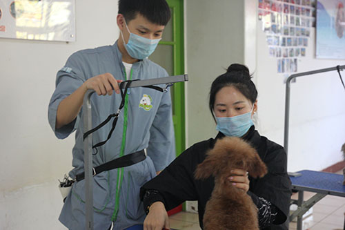 北京哪家宠物美容培训学校好一点？