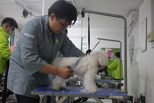 北京哪家宠物美容培训学校好一点？